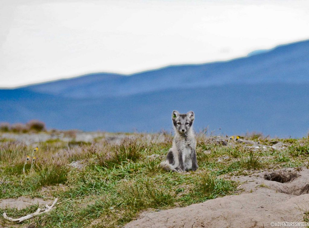 Arctic fox | Photo: Erika Willners