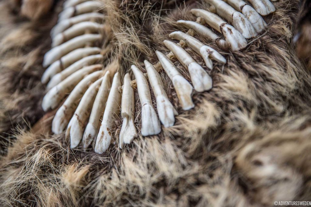 Halsband med älgtänder från Glösa | Foto: Erika Willners