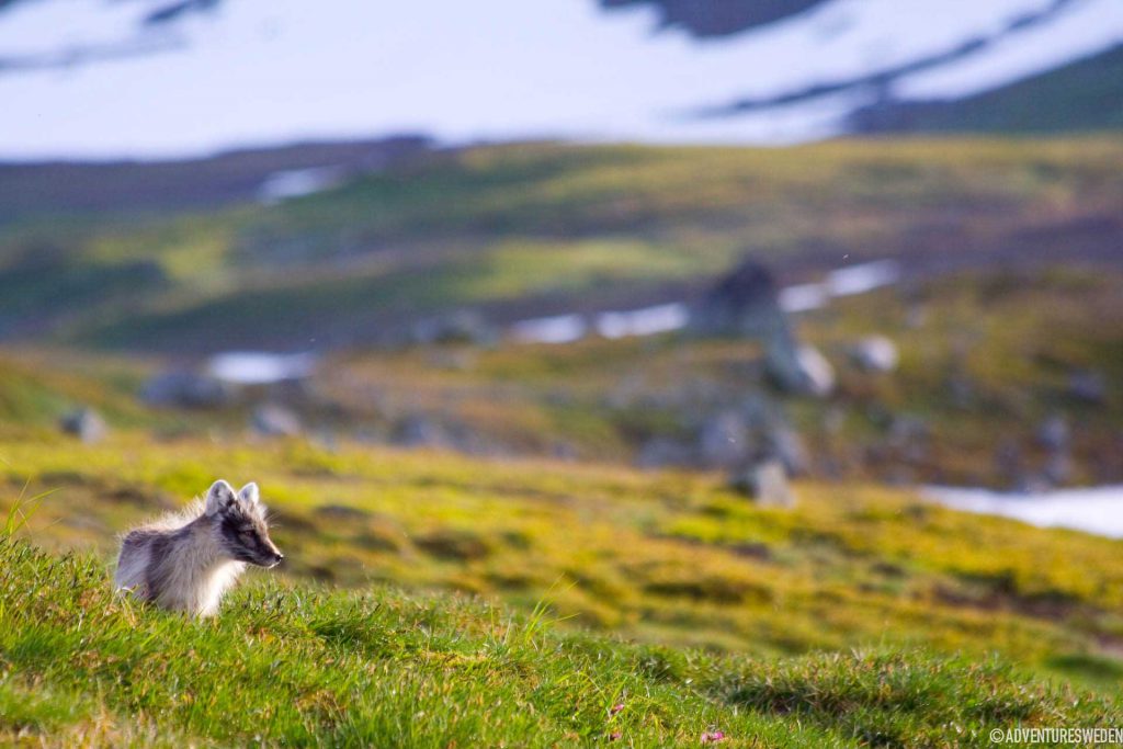 Fjällräv | Foto: Tomas Meijer