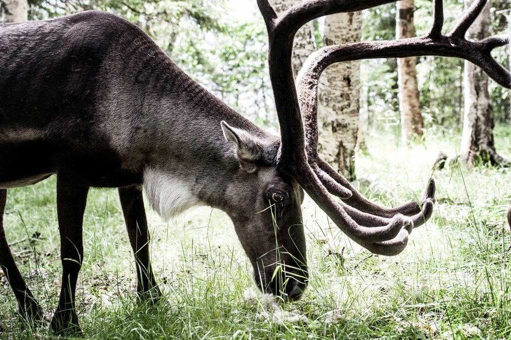 Njarka Sami Camp | Photo: Sandra Lee Pettersson & Tina Stafrén