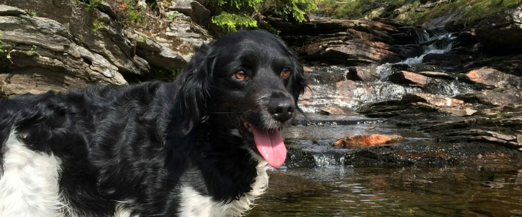 Hund Blomsterstigen Storlien
