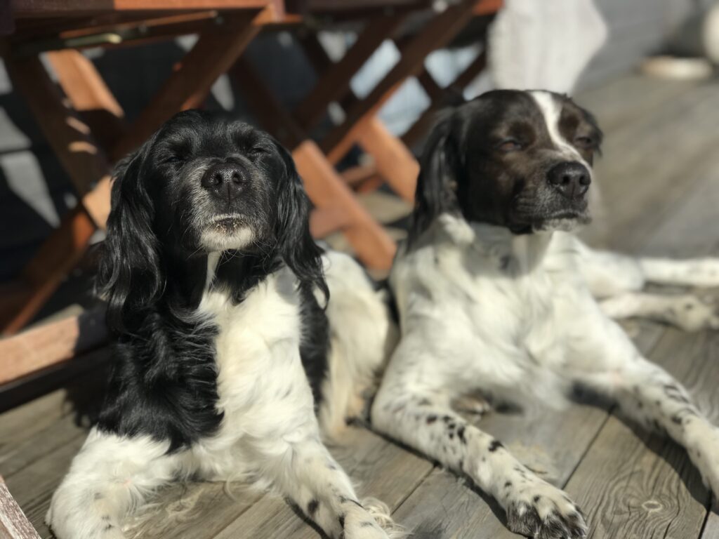 Hundar som njuter Anne Adsten