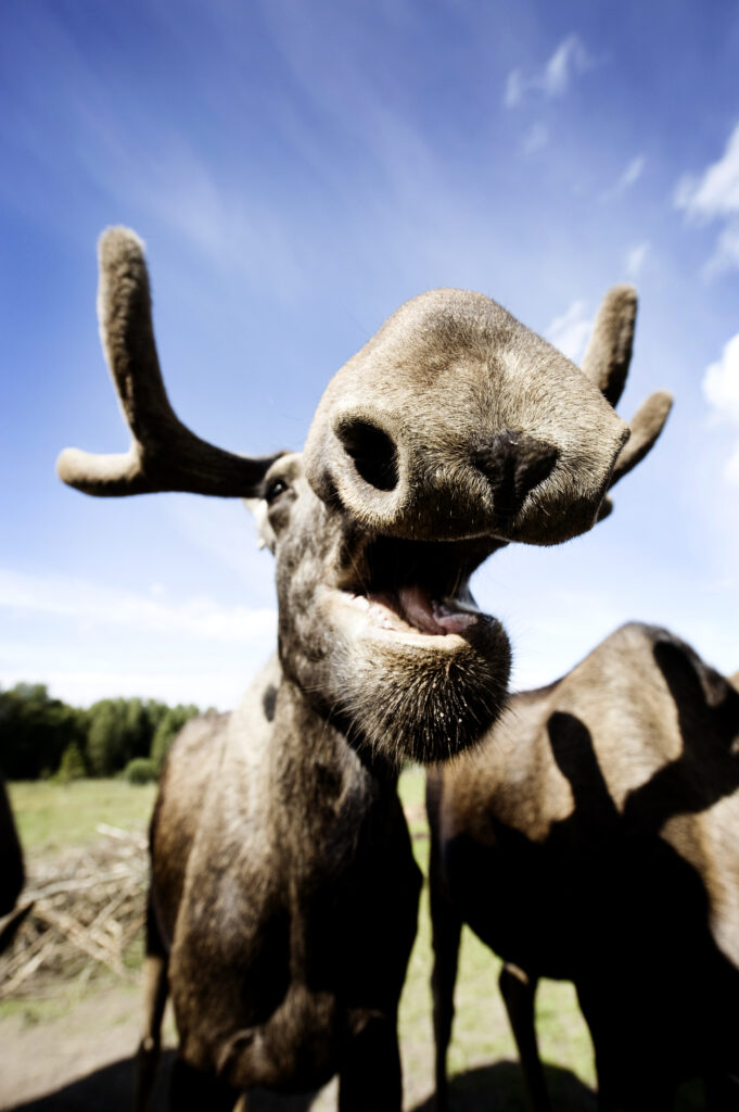 Glad älg hos Moose Garden. Foto: Sandra Lee Pettersson